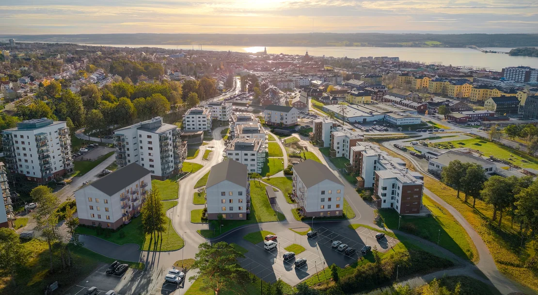 Puun syykuvio lähikuvassa